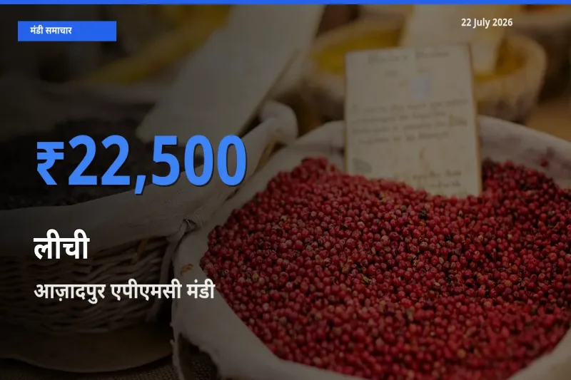 22 July अपडेट: लीची के सबसे ऊँचे दाम आज़ादपुर एपीएमसी मंडी में