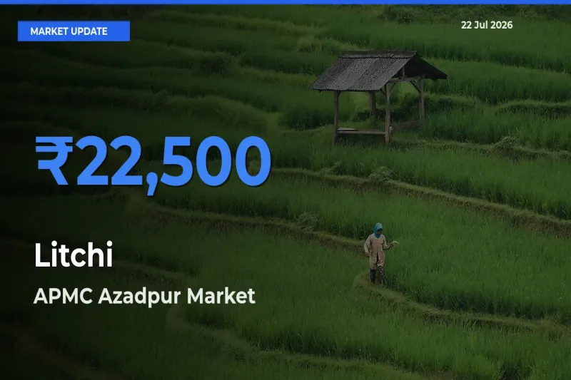 Litchi Mandi Rate Today: APMC Azadpur Tops the List