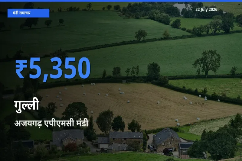 अजयगढ़ एपीएमसी मंडी में गुल्ली ₹5,350 पर पहुँचा – आज का सर्वोच्च भाव