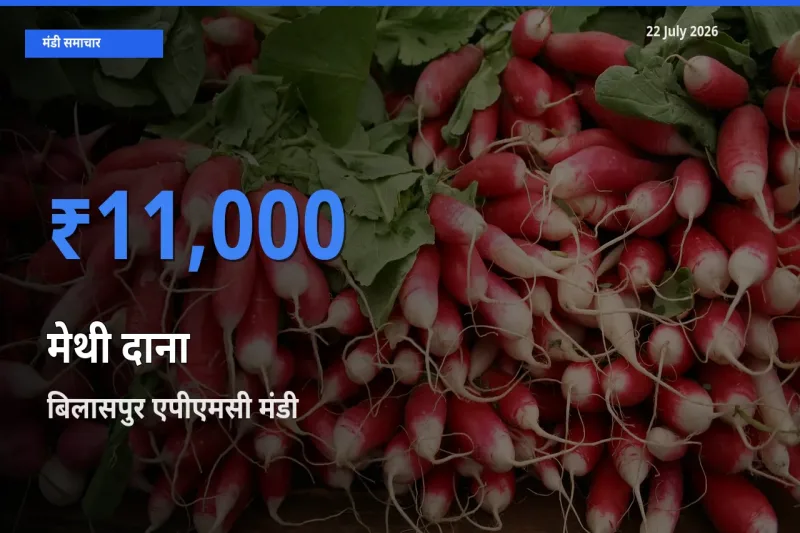 किसानों की पसंद बना बिलासपुर एपीएमसी, मेथी दाना के सबसे अच्छे दाम