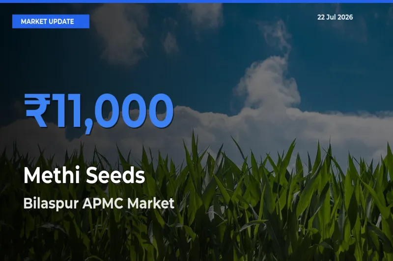 Methi Seeds Mandi Rate Today: Bilaspur APMC Tops the List