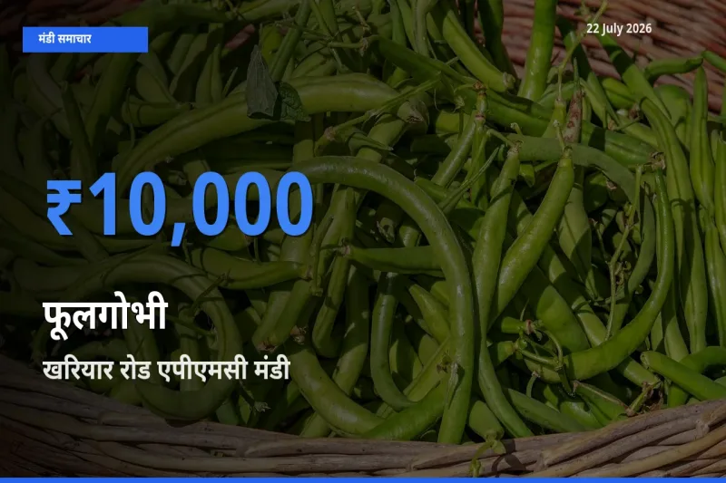 टॉप मंडी बना खरियार रोड एपीएमसी! फूलगोभी के सबसे ऊँचे दाम यहीं दर्ज