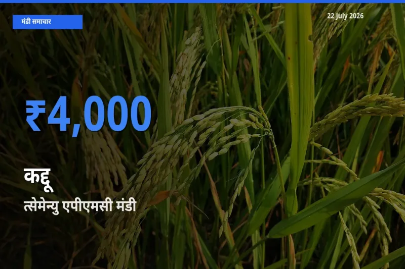 बाज़ार संकेत: त्सेमेन्यु एपीएमसी बना कद्दू के लिए आज की टॉप मंडी