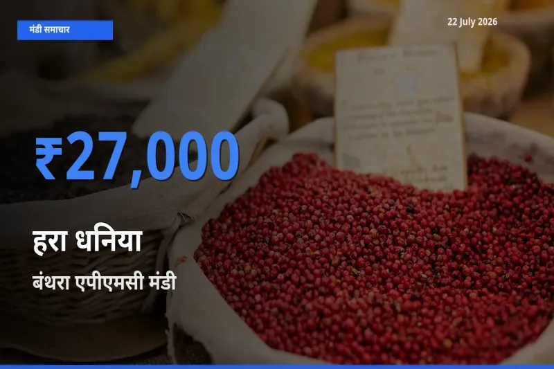 बंथरा एपीएमसी में हरा धनिया का आज सबसे ऊँचा भाव