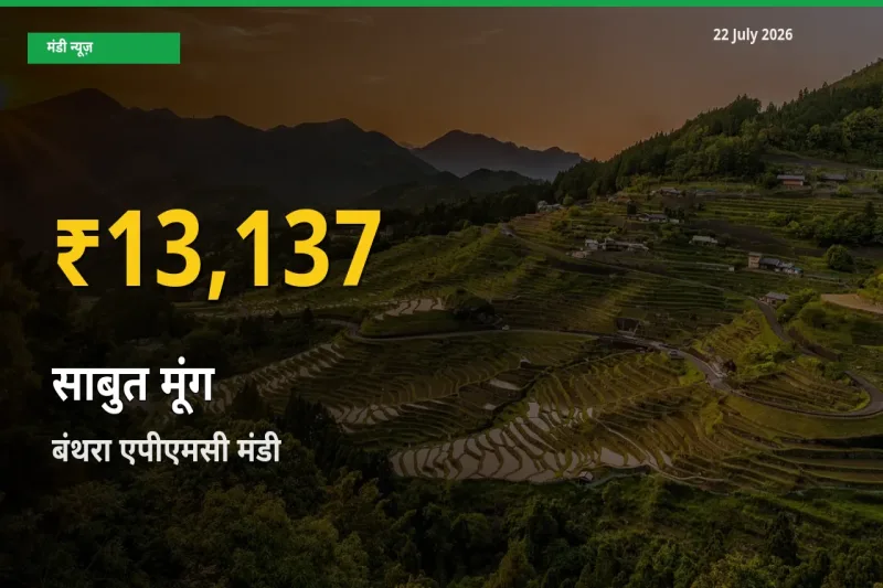 किसानों के लिए खुशखबरी! बंथरा एपीएमसी में साबुत मूंग के दाम रिकॉर्ड स्तर पर