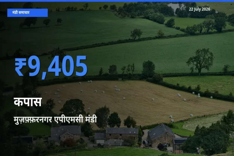 मुज़फ़्फ़रनगर एपीएमसी मंडी में आज कपास के सबसे ऊँचे दाम दर्ज