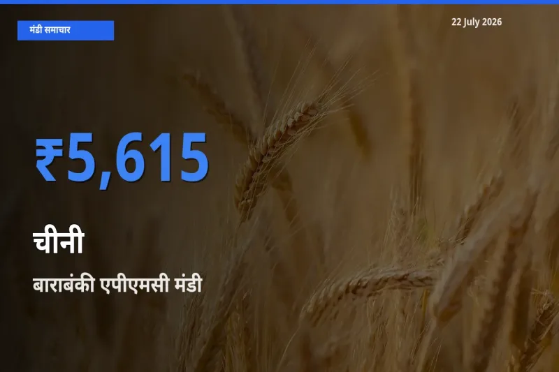 बाराबंकी एपीएमसी में चीनी का आज सबसे ऊँचा भाव