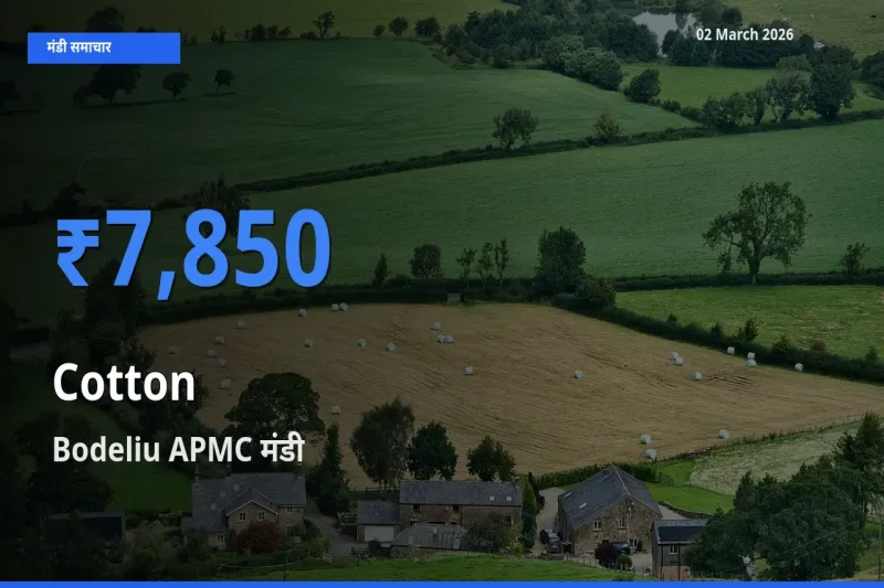 आज का मंडी भाव: कपास के सबसे ज़्यादा दाम Bodeliu APMC में