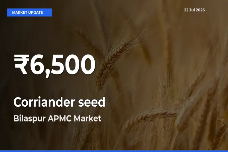 Corriander seed Mandi Rate Today: 30-Day Low Recorded in Bilaspur APMC