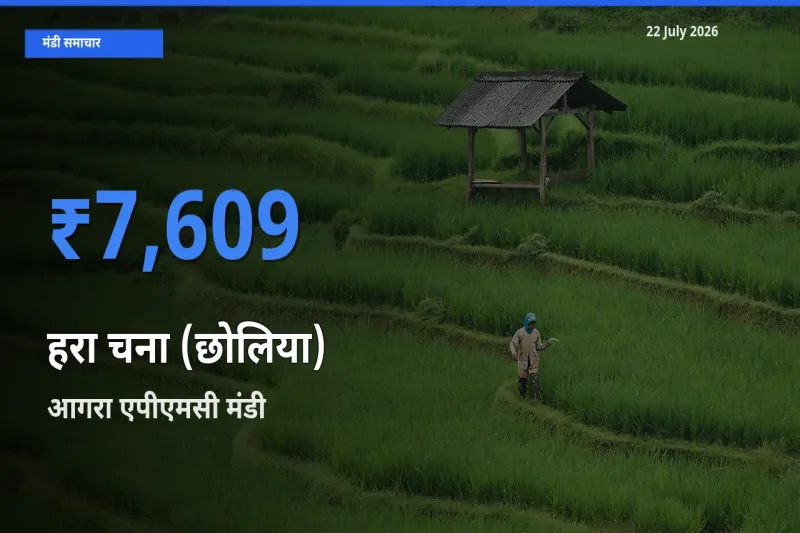 आज का मंडी भाव: हरा चना (छोलिया) के सबसे ज़्यादा दाम आगरा एपीएमसी में