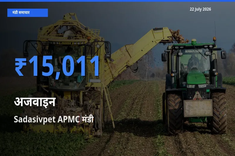 बाज़ार संकेत: Sadasivpet APMC बना अजवाइन के लिए आज की टॉप मंडी