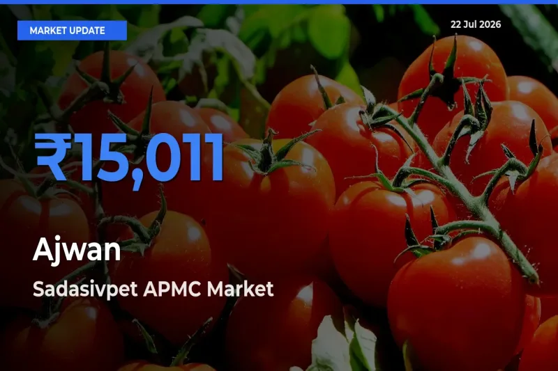 Sadasivpet APMC Tops Ajwan Mandi Rates Today