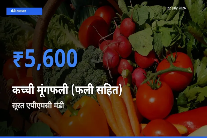 बाज़ार संकेत: सूरत एपीएमसी बना कच्ची मूंगफली (फली सहित) के लिए आज की टॉप मंडी
