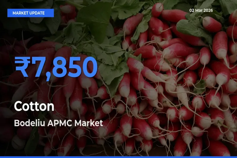 Bodeliu APMC Emerges as Top Mandi for Cotton Prices Today