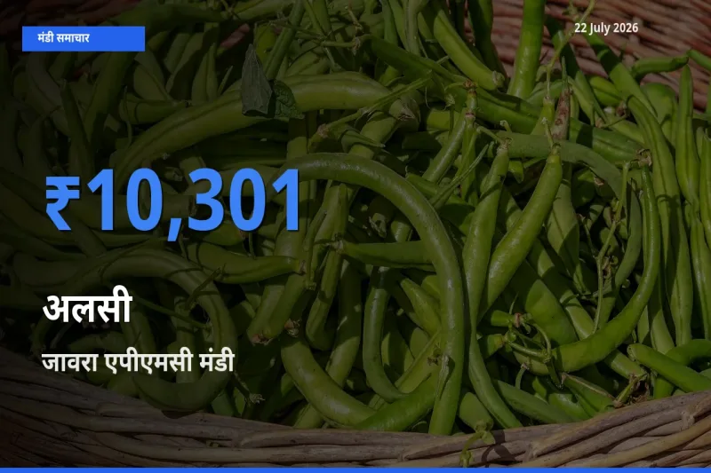 आज अलसी के सबसे ज़्यादा दाम जावरा एपीएमसी मंडी में दर्ज