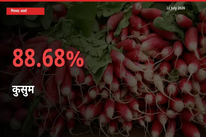 अचानक झटका! मंडी में कुसुम के दाम 88.68% टूटे
