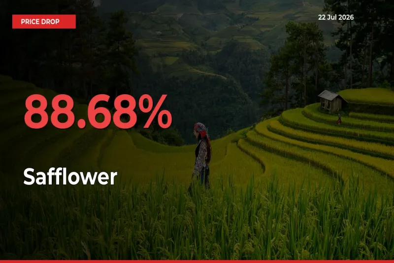 Safflower Falls 88.68% at Mandis
