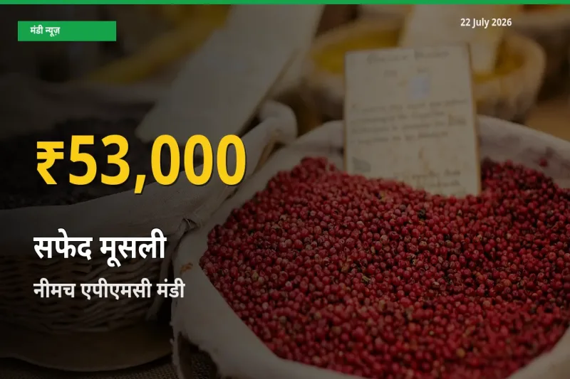 सफेद मूसली के दामों में रिकॉर्ड तेज़ी, नीमच एपीएमसी