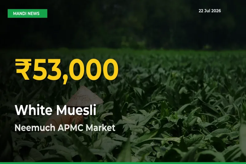 White Muesli Price Rally Continues – Neemuch APMC Hits Fresh High Today