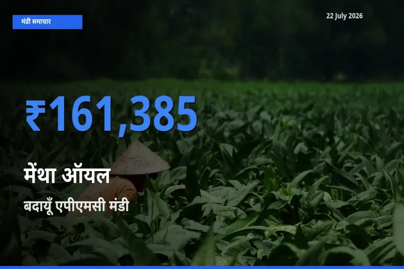 22 July अपडेट: मेंथा ऑयल के सबसे ऊँचे दाम बदायूँ एपीएमसी मंडी में