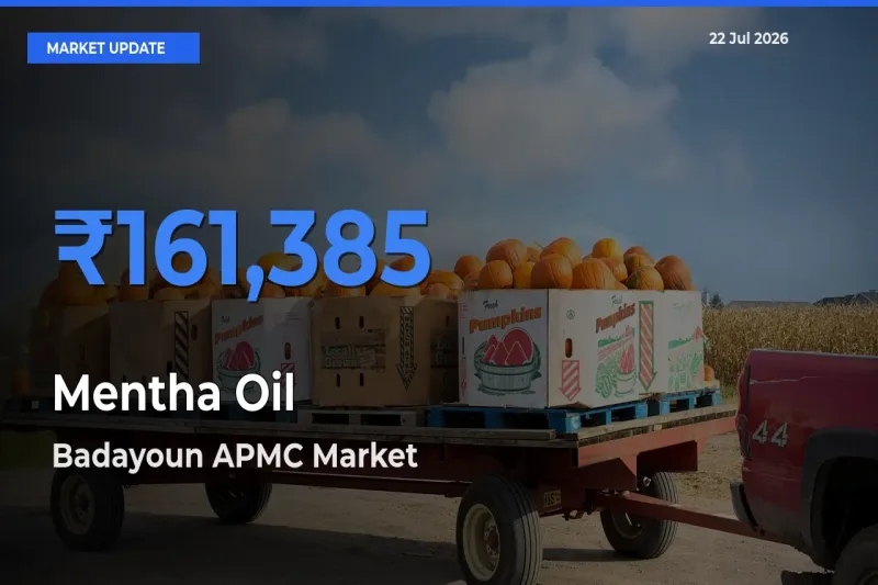 Market Watch: Badayoun APMC Becomes Top Mandi for Mentha Oil