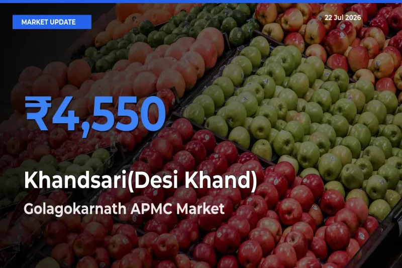 Top Performer! Golagokarnath APMC Offers Best Khandsari(Desi Khand) Price Today
