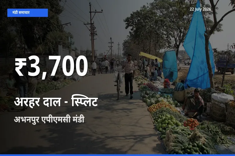किसानों के लिए चिंता का विषय? अरहर दाल - स्प्लिट के दाम अभनपुर एपीएमसी में 30 दिन के न्यूनतम स्तर पर