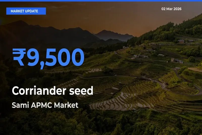 Sami APMC Tops Corriander seed Mandi Rates Today