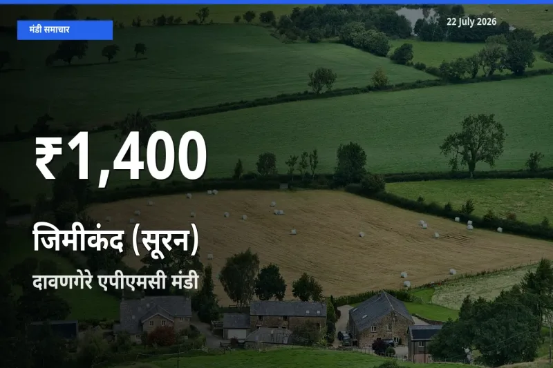 दावणगेरे एपीएमसी में जिमीकंद (सूरन) के दाम 30 दिन के न्यूनतम स्तर पर, आज का मंडी भाव देखें