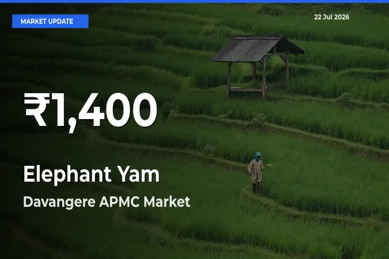 Elephant Yam Falls to ₹1,400 in Davangere APMC – 30-Day Lowest Rate