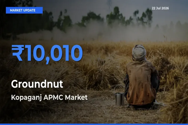 Kopaganj APMC Leads as Top Mandi for Groundnut Prices