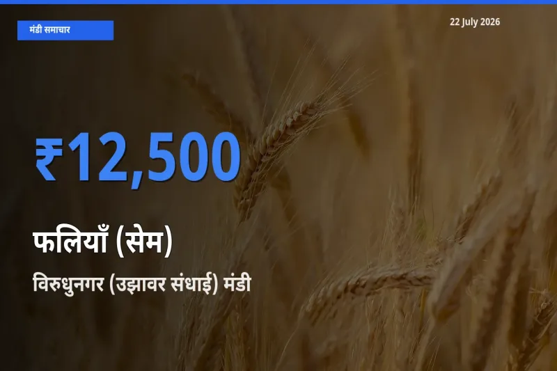 किसानों की पसंद बना विरुधुनगर (उझावर संधाई), फलियाँ (सेम) के सबसे अच्छे दाम