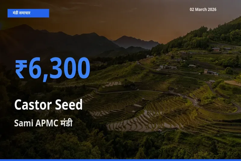 टॉप मंडी बना Sami APMC! अरंडी का बीज के सबसे ऊँचे दाम यहीं दर्ज