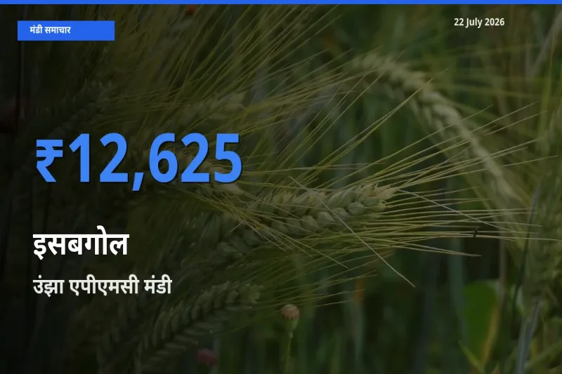 आज इसबगोल के सबसे ज़्यादा दाम उंझा एपीएमसी मंडी में दर्ज