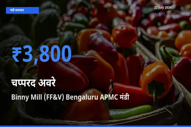 Binny Mill (FF&V) Bengaluru APMC मंडी में आज चप्परद अवरे के सबसे ऊँचे दाम दर्ज