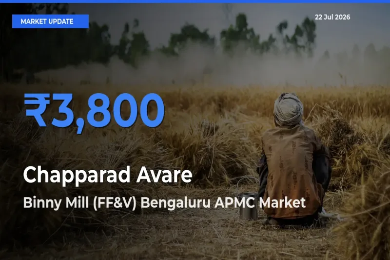 Binny Mill (FF&V) Bengaluru APMC Tops Chapparad Avare Rates – July 22 Market Update