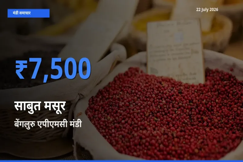 बेंगलुरु एपीएमसी मंडी में साबुत मसूर ₹7,500 पर पहुँचा – आज का सर्वोच्च भाव