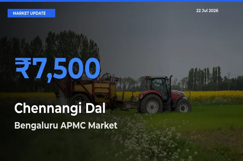 Farmers Prefer Bengaluru APMC as Chennangi Dal Hits Highest Rate