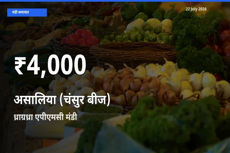 22 July अपडेट: असालिया (चंसुर बीज) के दाम 30 दिन के न्यूनतम स्तर पर, ध्राग्रध्रा एपीएमसी