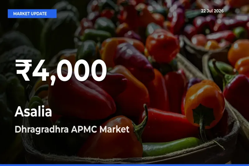 Farmers Concerned as Asalia Hits 30-Day Low in Dhragradhra APMC