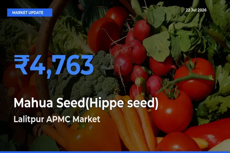Lalitpur APMC Offers ₹4,763 – Highest Mahua Seed(Hippe seed) Rate Today