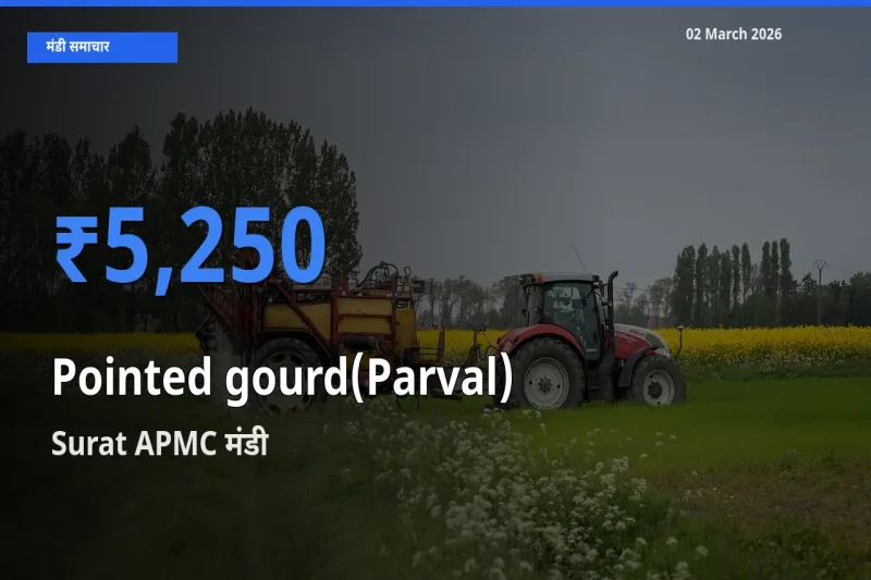 Surat APMC मंडी में आज परवल के सबसे ऊँचे दाम दर्ज