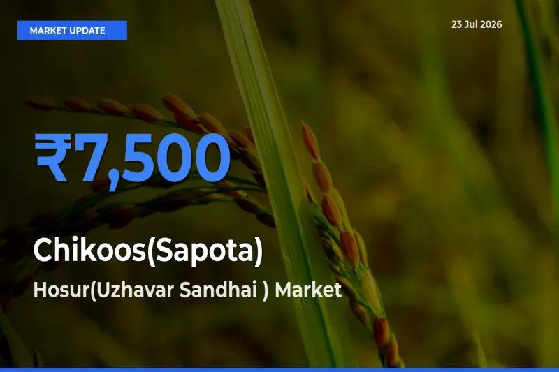 Farmers Prefer Hosur(Uzhavar Sandhai ) as Chikoos(Sapota) Hits Highest Rate