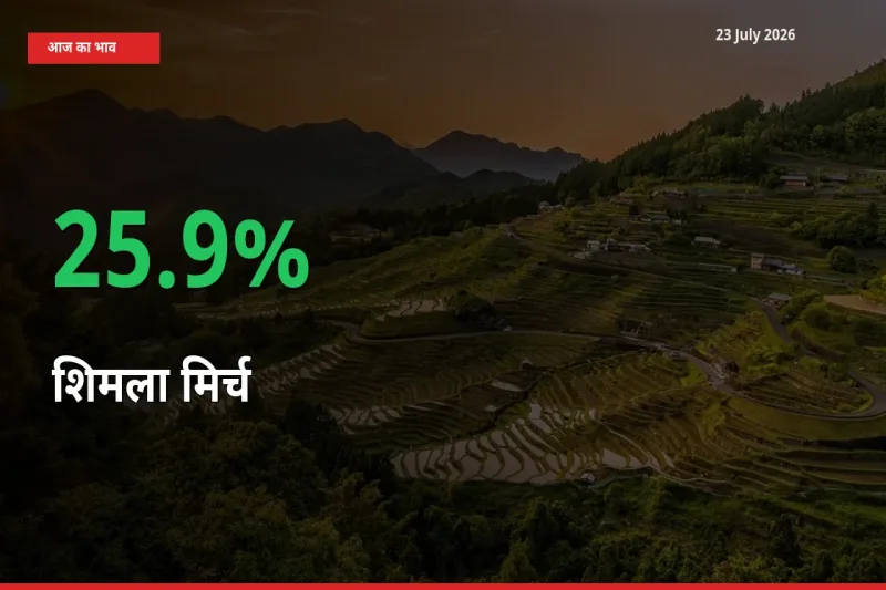 स्थानीय मंडी में शिमला मिर्च के दाम अचानक 25.9% उछले, किसान सतर्क