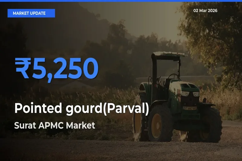 Surat APMC Emerges as Top Mandi for Pointed gourd(Parval) Prices Today