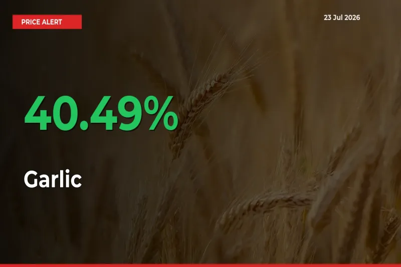 Sudden 40.49% Rally in Garlic Prices Across Mandis