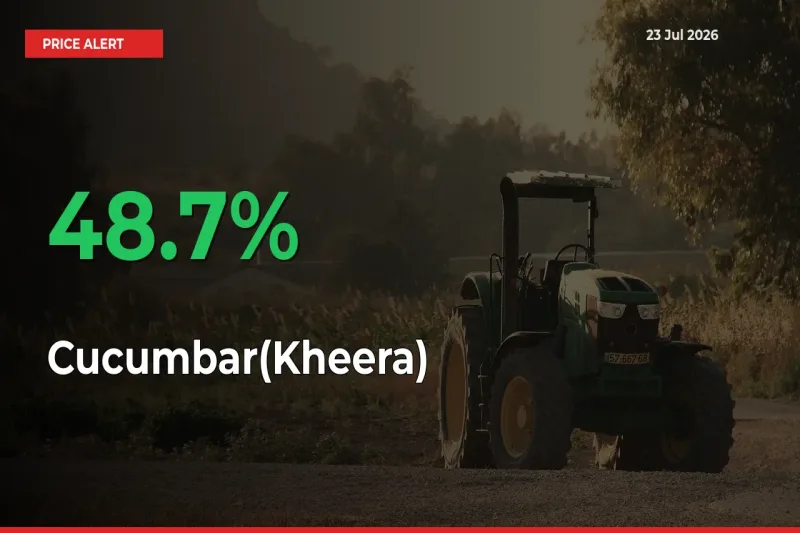 This Mandi Records 48.7% Jump in Cucumbar(Kheera) Prices