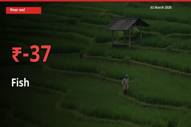स्थानीय मंडी में मछली के दाम अचानक 36.79% गिरे, किसानों की चिंता बढ़ी