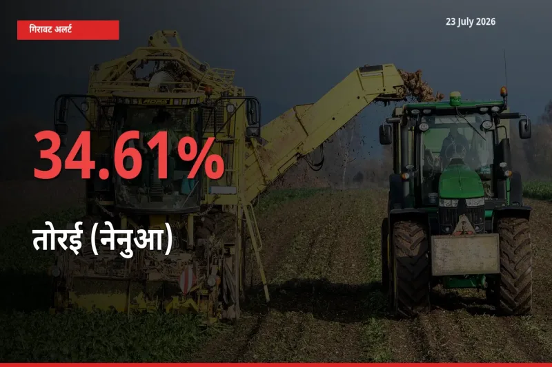 आज का मंडी भाव: तोरई (नेनुआ) के दाम मंडी में 34.61% नीचे