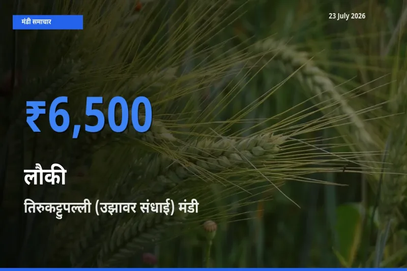 टॉप मंडी बना तिरुकट्टुपल्ली (उझावर संधाई)! लौकी के सबसे ऊँचे दाम यहीं दर्ज